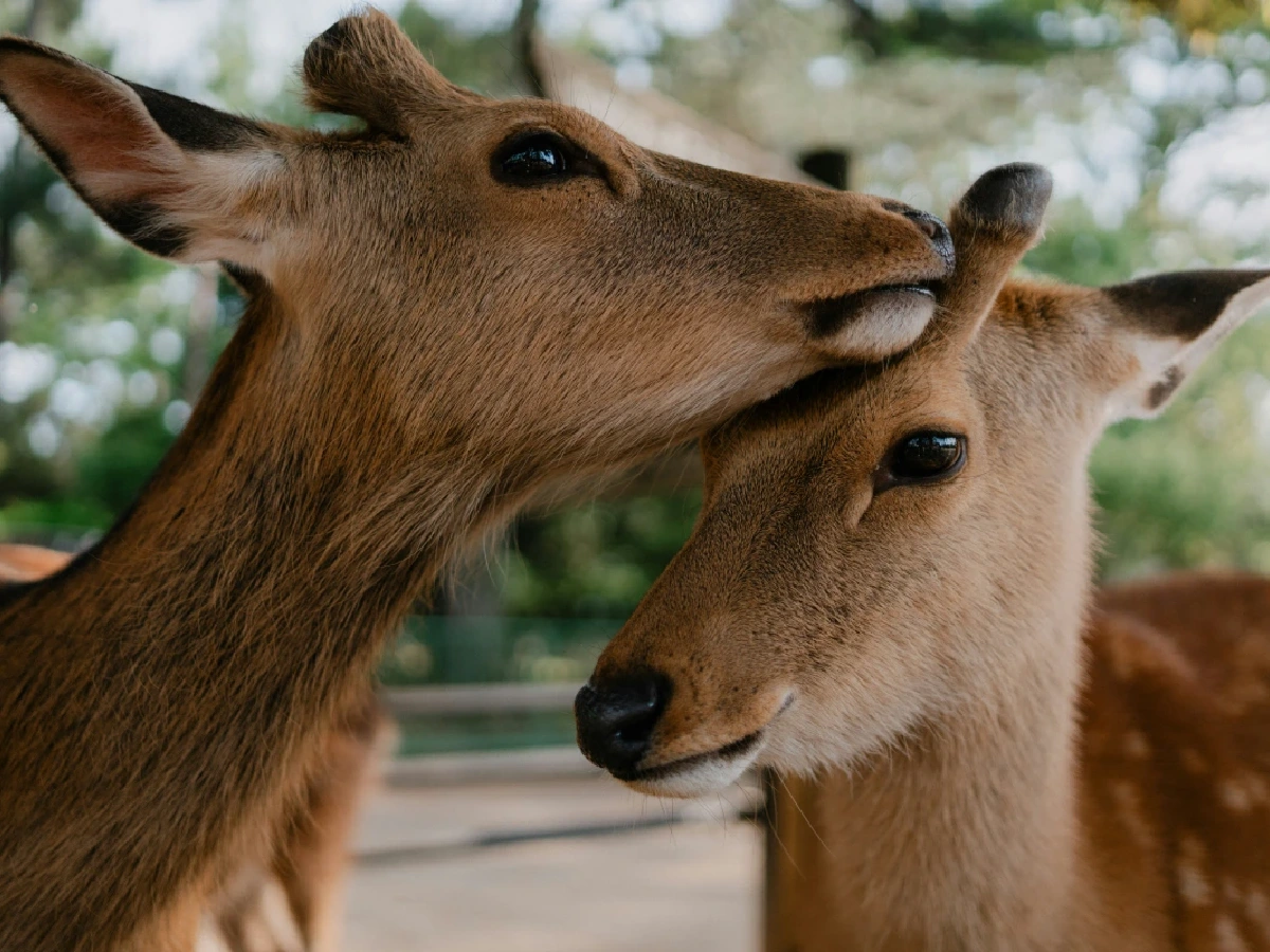 Adorable Nara Deers