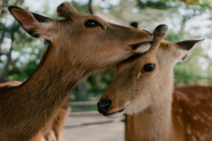 Famous 2 nara deers